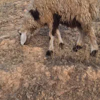 فروش گوسفند بره دار