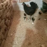 مرغ گلین کرچ با جوجه|حیوانات مزرعه|شهرآباد, |دیوار