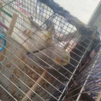 عروس هلندی نر ماده