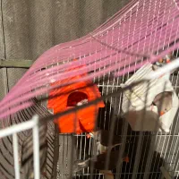 سه جفت فنچ مولد با قفس|پرنده|تهران, اتابک|دیوار