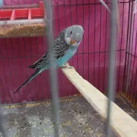 ۳عدد مرغ عشق|پرنده|بروجرد, |دیوار