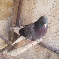 کبوتر پرشی