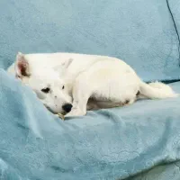 سگ گمشده خیابان جمهوری  و دانش و گلها و فرهنگ