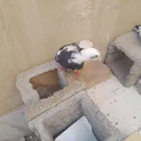 کفتر باخت خورده