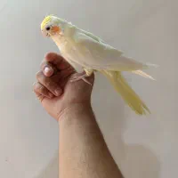 عروس هلندی مولد