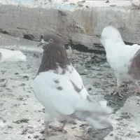 کفتر یا کبوتر