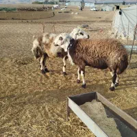 قوچ. ورن داشتی