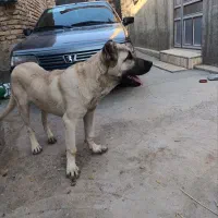 واگذاری توله سگ سرابی اصیل