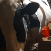 فروش ۲ راس گاو به قیمت  مناسب|حیوانات مزرعه|کشکوئیه, |دیوار