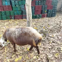 گوسفند ابست|حیوانات مزرعه|آزادشهر, |دیوار