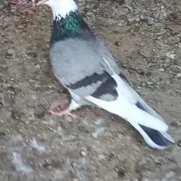 کبوتر پرشی|پرنده|گمیشان, |دیوار