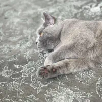 گر‌‌‌به بریتیش لیلاک