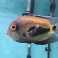 پرت کینگ غول پیکر...سورم رداسپات سایز فوق درشت|ماهی|اصفهان, مسجد مصلی|دیوار