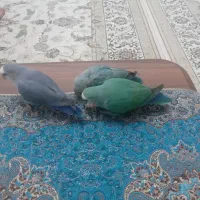 طوطی برزیلی