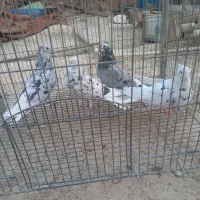 دم سفید|پرنده|مسجد سلیمان, |دیوار