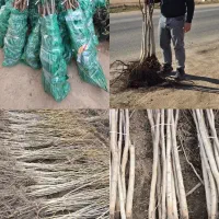 نهال های شناسنامه دار با کیفیت بالا|خدمات باغبانی و درختکاری|گرگان, |دیوار