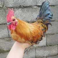 خروس زینتی پاپر(ژاپنی)