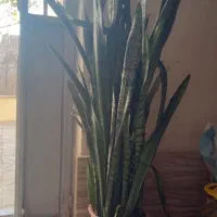 گل خانگی|گل و گیاه طبیعی|مشگین شهر, |دیوار