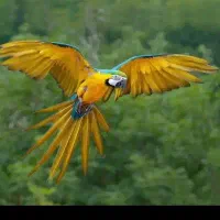 انواع پرنده