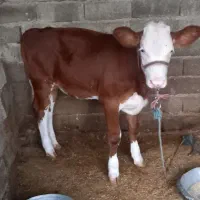 گوساله پنج ماهه
