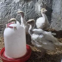 بوقلمون بیوتی ۶