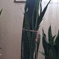 سانسوریا|گل و گیاه طبیعی|کرج, شهرک فهمیده|دیوار