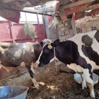 گاووگوساله|حیوانات مزرعه|زابل, |دیوار