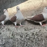 3عدد کبوتر نروماده