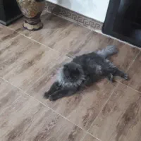 گربه ی پرشین (ماده)