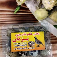 تخم بلدرچین تازه خانگی به همراه تولید روزانه