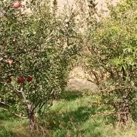 فروش باغ ۳۰۰۰ متری زیبا و پربار در نزدیکی فیروزکوه|فروش دفتر صنعتی، کشاورزی، تجاری|فیروزکوه, |دیوار