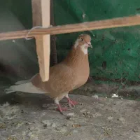 کبوتر پرشی|پرنده|سیرجان, |دیوار