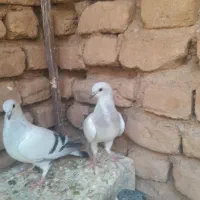 جوجه شامی|پرنده|تربت جام, میان جام|دیوار