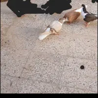 طاقی وسینه دم سیاه|پرنده|کاشان, امام خمینی|دیوار