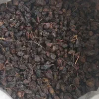 پخش مویز و کشمش اصلی دشمن زیاری|خوردنی و آشامیدنی|بوشهر, |دیوار