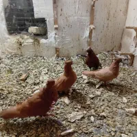 کبوتر زرد سرخ