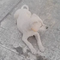 توله پاکوتاه شکاری.دنبلانی