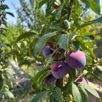 زمین ۲۱۳ متری با امکانت عالی|فروش زمین و ملک کلنگی|تهران, شهرک ولیعصر جنوبی|دیوار