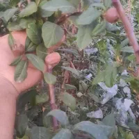 نهال گلدانی آماده کاشت....|خدمات باغبانی و درختکاری|زنجان, |دیوار