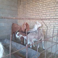 فروش بز|حیوانات مزرعه|بندر ماهشهر, |دیوار