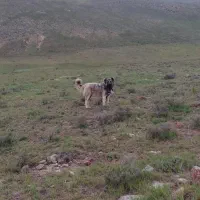 سگ سرابی اصل و ذات قدیم|سگ|اردبیل, |دیوار