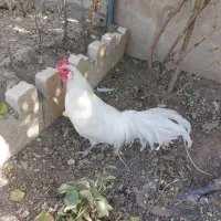 خروس فونیکس سفید تاج میل|حیوانات مزرعه|رودهن, |دیوار