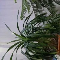گل گندم سانسوریا وپتوس