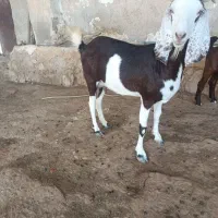 بز دوقلو زا