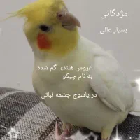 تورو خدا هرک پیدا کرد بیارش دخترم بی تابی میکنه