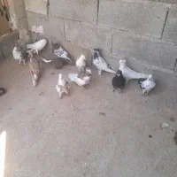 کبوتر پرشی|پرنده|مسجد سلیمان, |دیوار