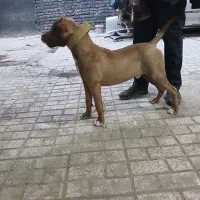 پیت بول|سگ|مشهد, عامل|دیوار