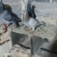 کبوتر مسافتی|پرنده|ارومیه, |دیوار