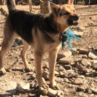 سگ ژرمن بلک اصیل