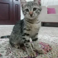 واگذاری 2تابچه گربه 2ماه